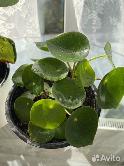 Пилея пеперомиевидная