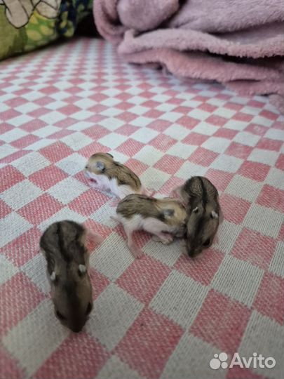 Джунгарский хомяк