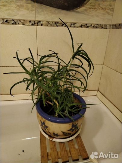Цветок алоэ 4 года с горшком