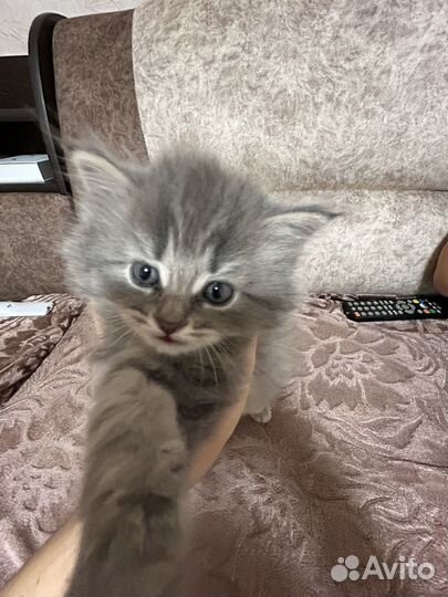 Котята в добрые руки приучены к лотку