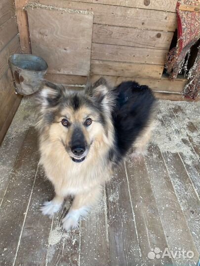 Бароша плачет в клетке