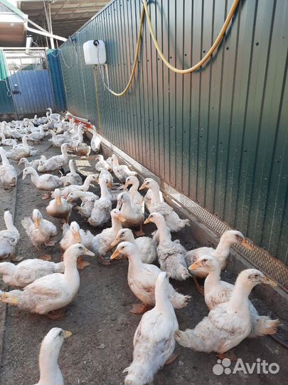 Утки живым весом