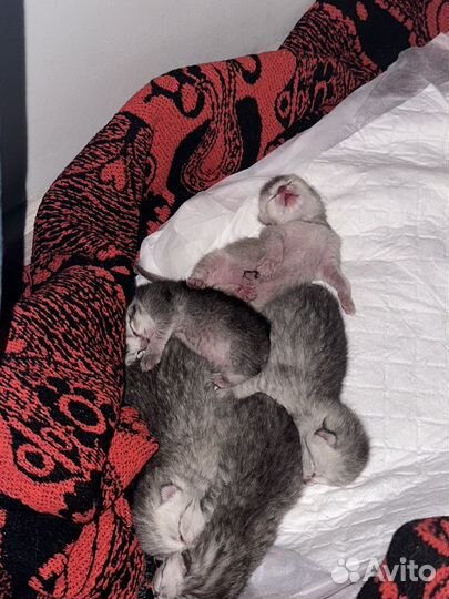 Шотландский кот вязка