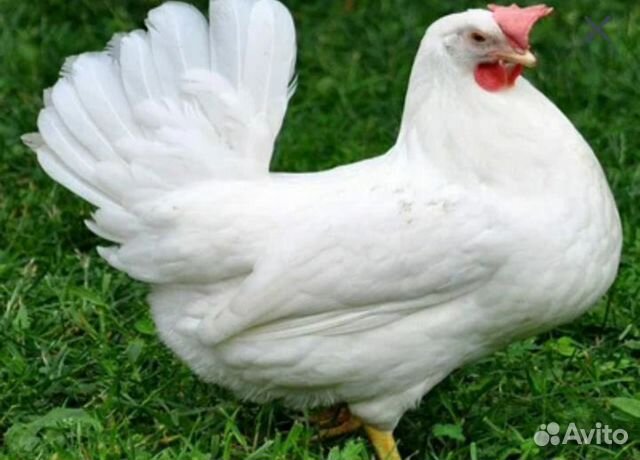 Цыплята несушки легорн объявление продам