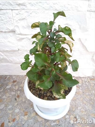 Альтернатера