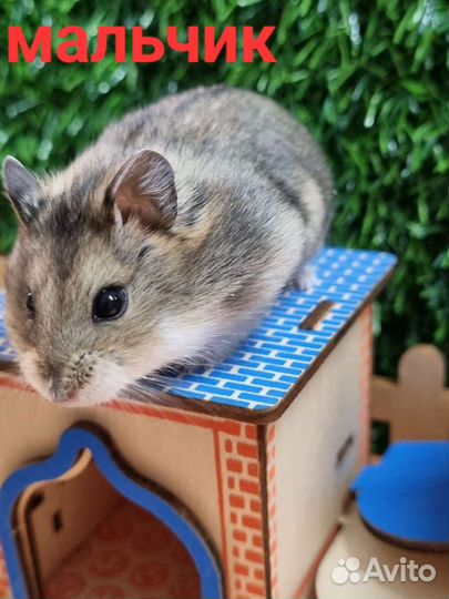 Хомячки джунгарские (кэмпбелла)