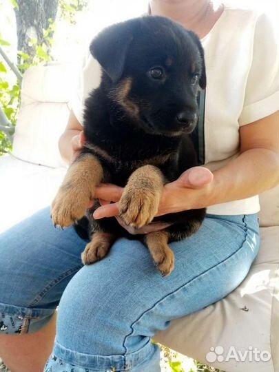 Собака в добрые руки щенок
