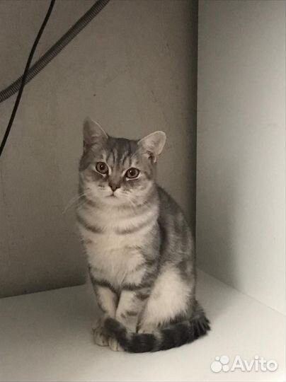 Кот британец мраморный