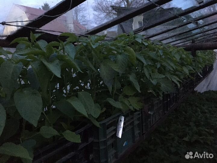 Рассада перца