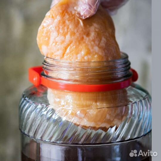 Чайный гриб и Комбуча