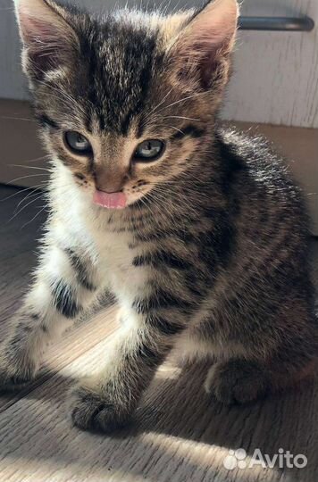 Котики бесплатно