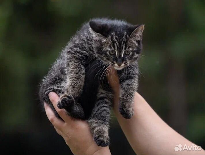 Amurcat Амуркэт Эксклюзивные котята гибрид ф1