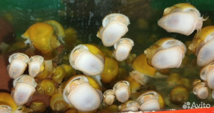 Улитки аквариумные