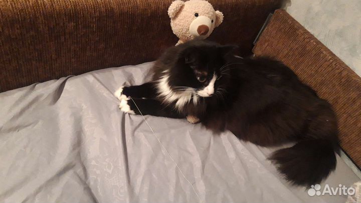 Передержка животных