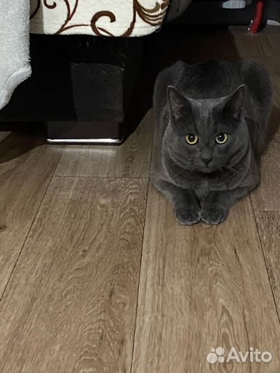 Британская