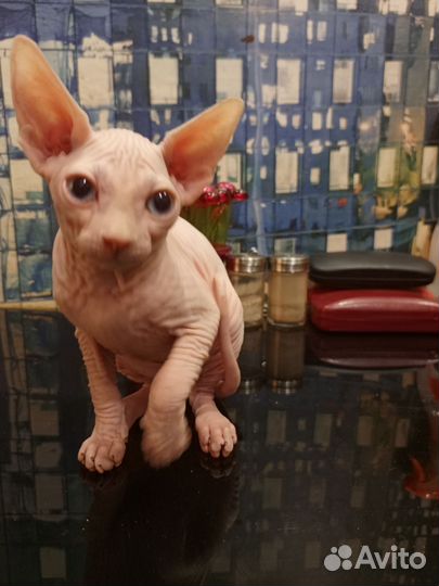 Канадский сфинкс котенок