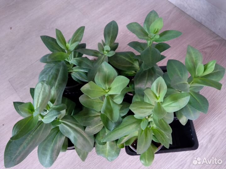 Эустома (рассада)