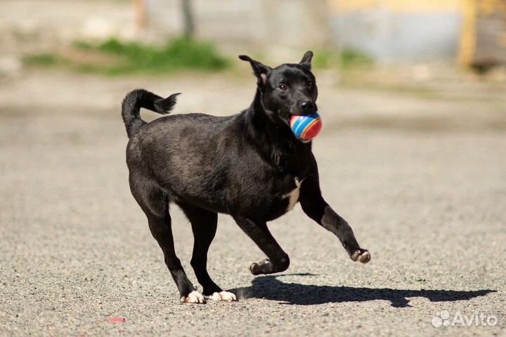Собака в добрые руки отдам бесплатно