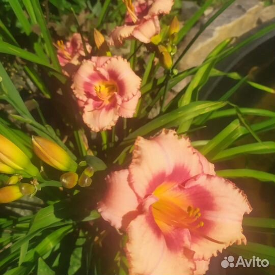 Лилейники сортовые