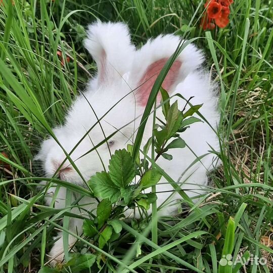 Немецкая Ангора кролики пуховые