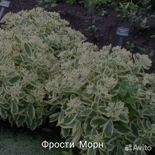 Многолетние растения в наличии