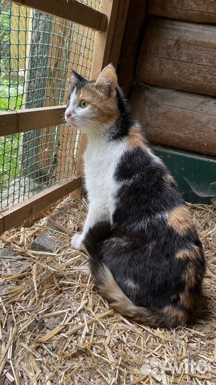 Кошке нужен дом временный или постоянный