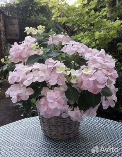 Гортензия French bolero