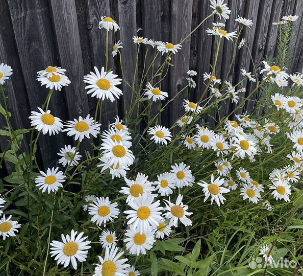 Садовые цветы и кустарники