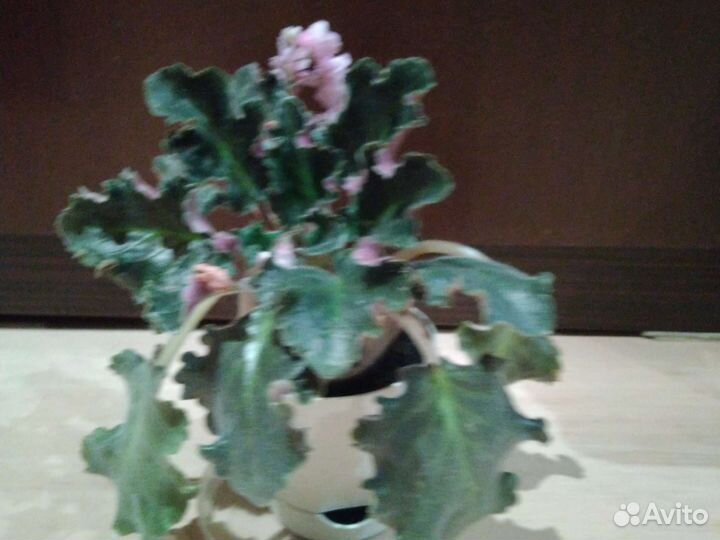 Фиалка в горшках