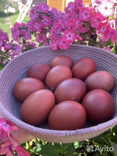 Ухейилюй, маран ч/м, инк. яйцо