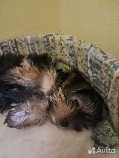 Йоркширский терьер щенки смесь