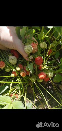 Рассада клубники