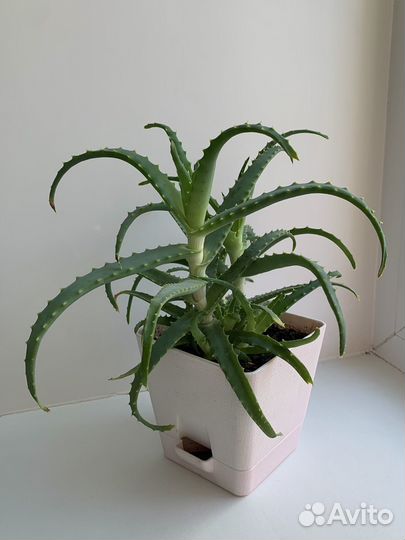 Алоэ лечебный