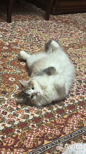Кошка в дар бесплатно