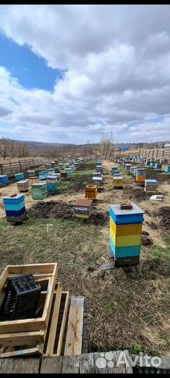 Продам пчелосемьи
