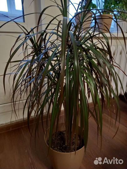 Пальма драцена