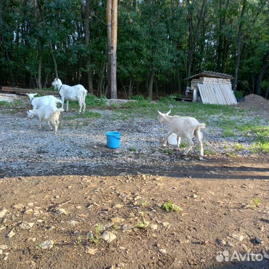 Молочные козочки на племя(не на мясо)