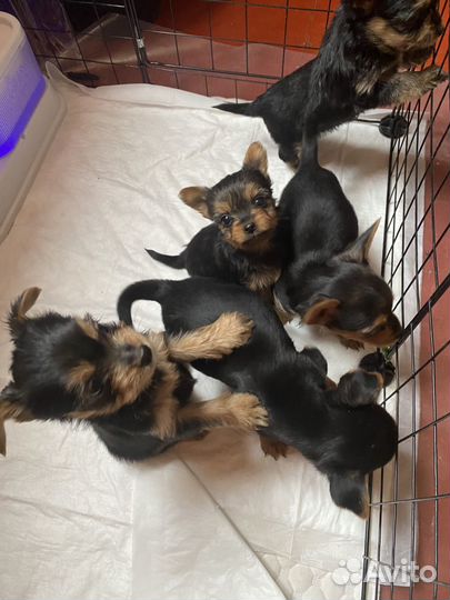 Йоркширский терьер щенки