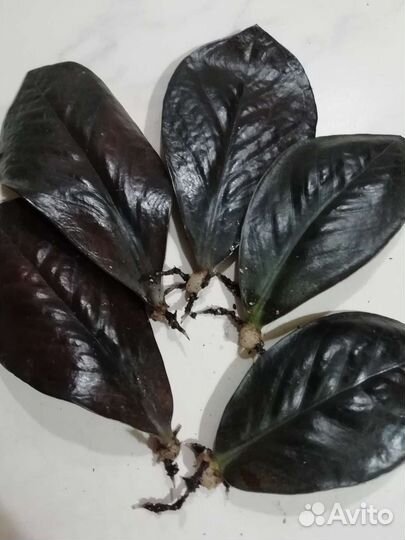 Замиокулькас черный равен