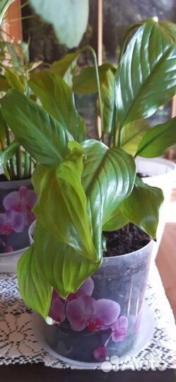 Спатифиллум