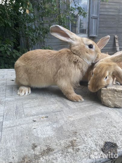 Кролики разных возрастов