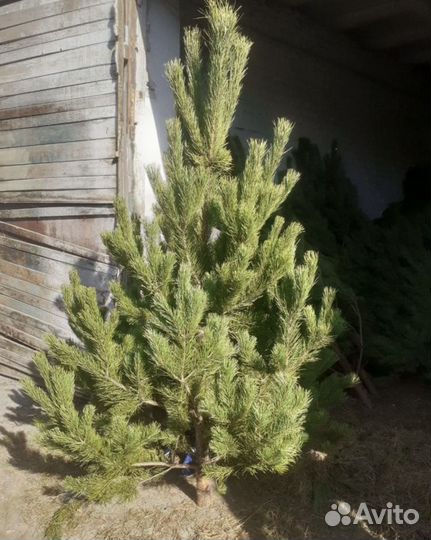 Сосна новогодняя оптом