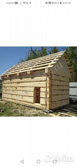 Кругляк Осины