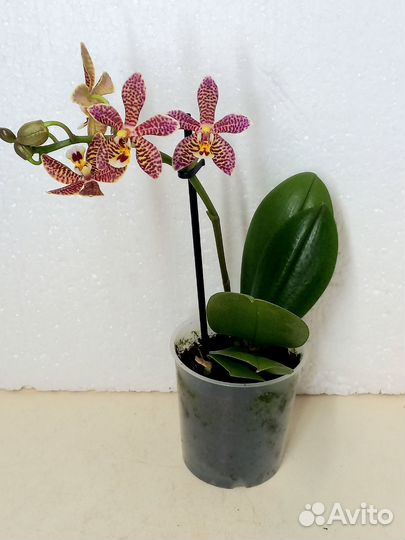 Орхидея фаленопсис