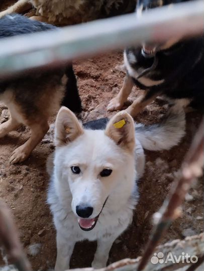 Собака в отлове