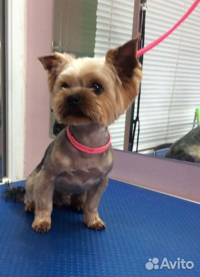 Стрижка собак