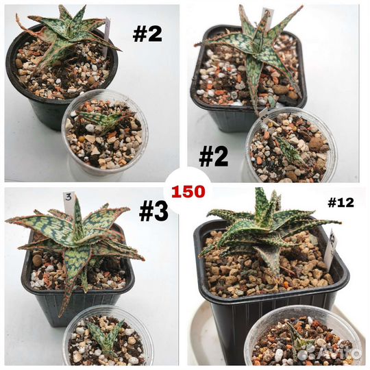 Алоэ, Хавортии, Гастерии, Фаукарии