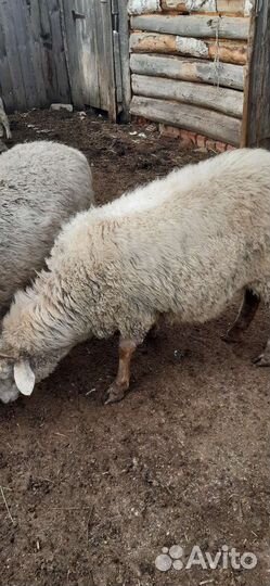 Овцы бараны