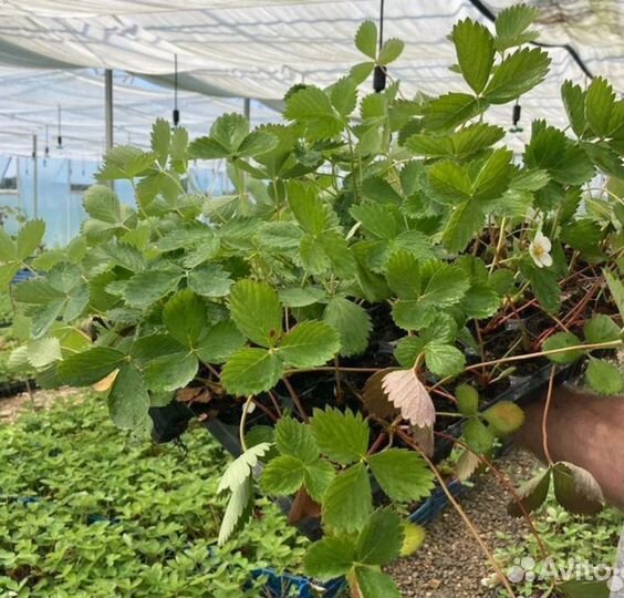 Саженцы клубники Елизавета 2 фриго,зкс