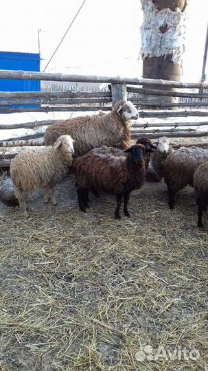 Овцы бараны
